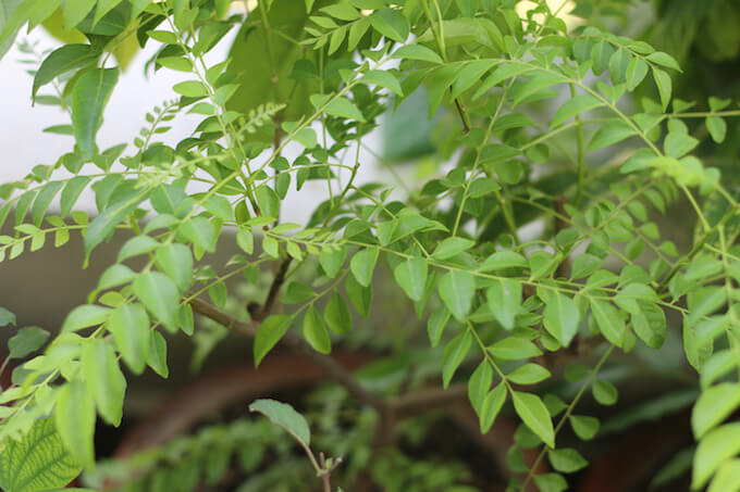 how-to-dry-and-preserve-curry-leaves-my-weekend-kitchen